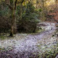 2017 Box Hill Fell Race 116