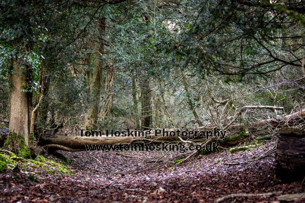 2017 Box Hill Fell Race 117