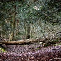 2017 Box Hill Fell Race 117