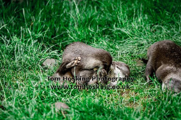 2017 ZSL Whipsnade Workshop 2