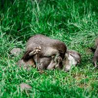 2017 ZSL Whipsnade Workshop 2