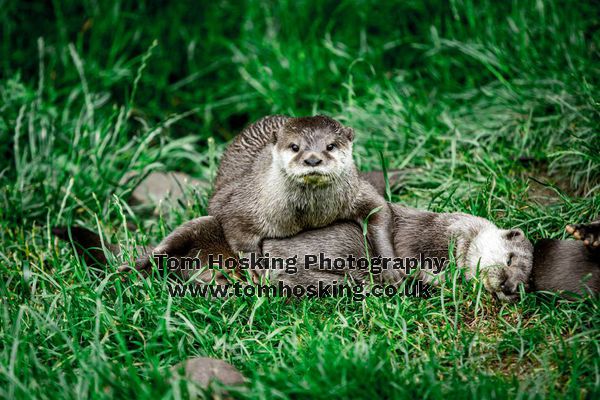 2017 ZSL Whipsnade Workshop 3