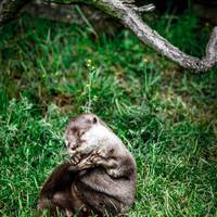 2017 ZSL Whipsnade Workshop 4