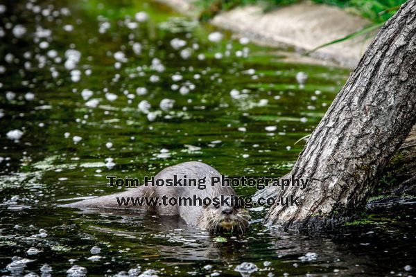 2017 ZSL Whipsnade Workshop 5