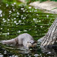 2017 ZSL Whipsnade Workshop 5