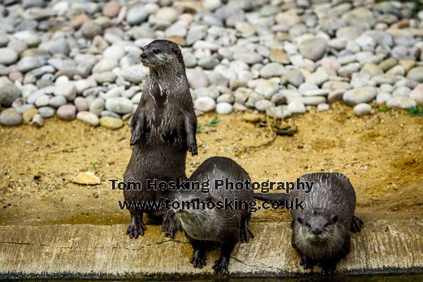 2017 ZSL Whipsnade Workshop 6