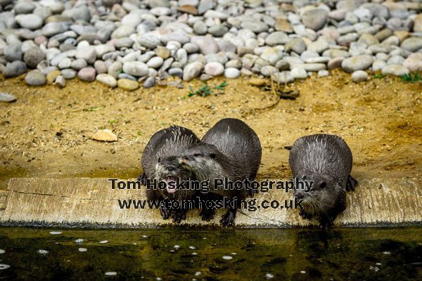 2017 ZSL Whipsnade Workshop 7