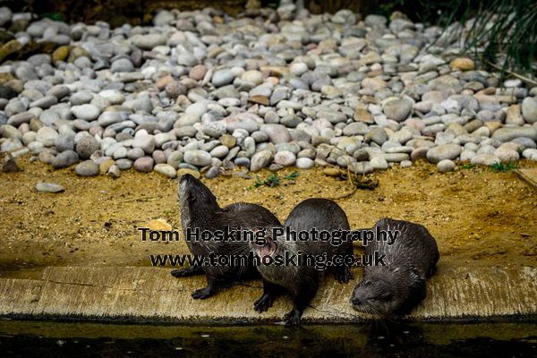 2017 ZSL Whipsnade Workshop 8