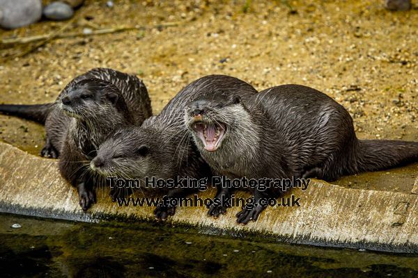 2017 ZSL Whipsnade Workshop 9