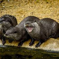 2017 ZSL Whipsnade Workshop 9