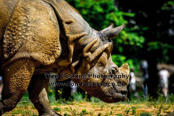 2017 ZSL Whipsnade Workshop 14