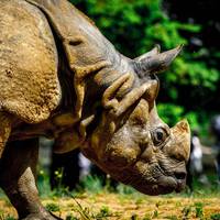 2017 ZSL Whipsnade Workshop 14