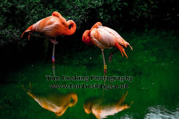 2017 ZSL Whipsnade Workshop 19