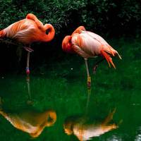 2017 ZSL Whipsnade Workshop 19