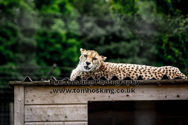 2017 ZSL Whipsnade Workshop 22