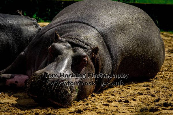 2017 ZSL Whipsnade Workshop 23