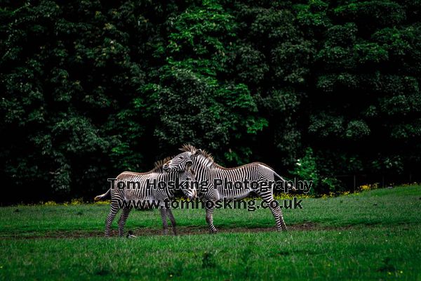 2017 ZSL Whipsnade Workshop 25