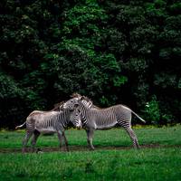 2017 ZSL Whipsnade Workshop 25