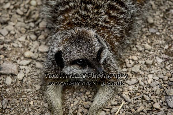 2017 ZSL Whipsnade Workshop 26