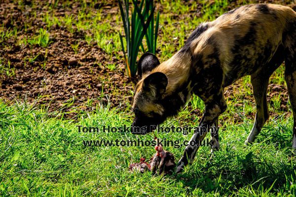 2017 ZSL Whipsnade Workshop 32