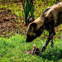 2017 ZSL Whipsnade Workshop 32