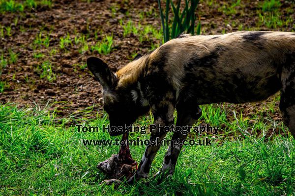 2017 ZSL Whipsnade Workshop 33