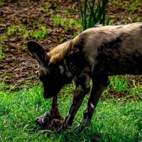 2017 ZSL Whipsnade Workshop 33