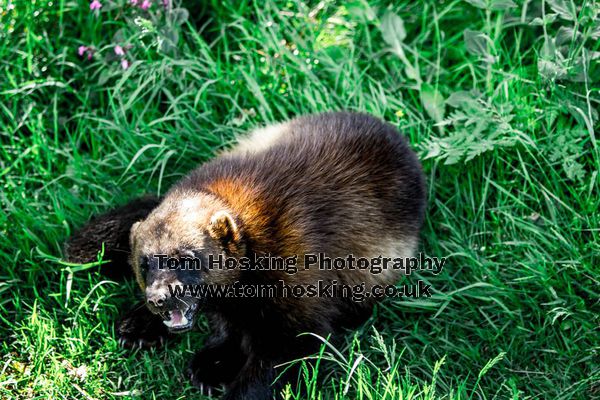 2017 ZSL Whipsnade Workshop 37