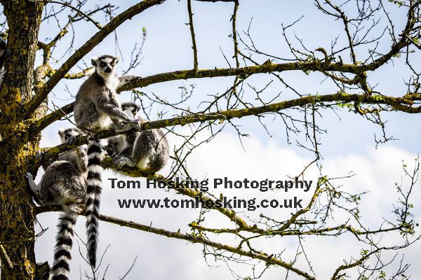 2017 ZSL Whipsnade Workshop 39