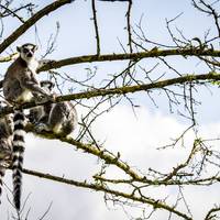 2017 ZSL Whipsnade Workshop 39