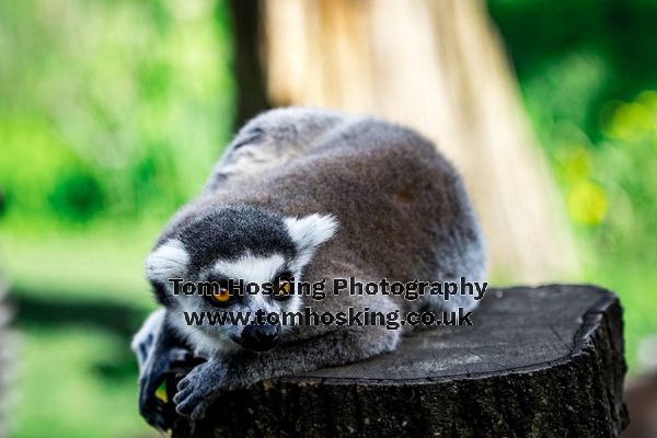 2017 ZSL Whipsnade Workshop 42