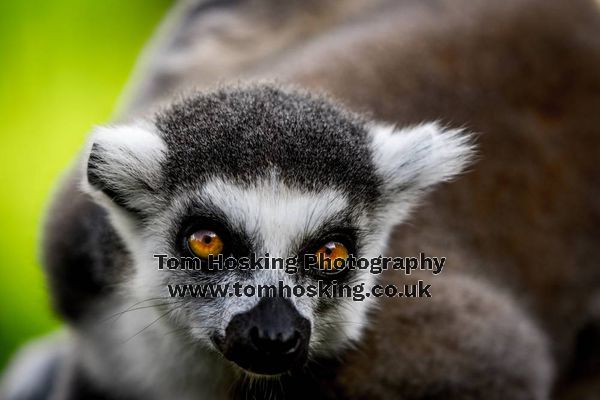 2017 ZSL Whipsnade Workshop 43