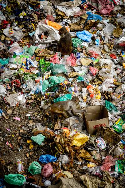 Monkeys rummage through litter at the Swayambhunath monkey template in Kathmandu, Nepal